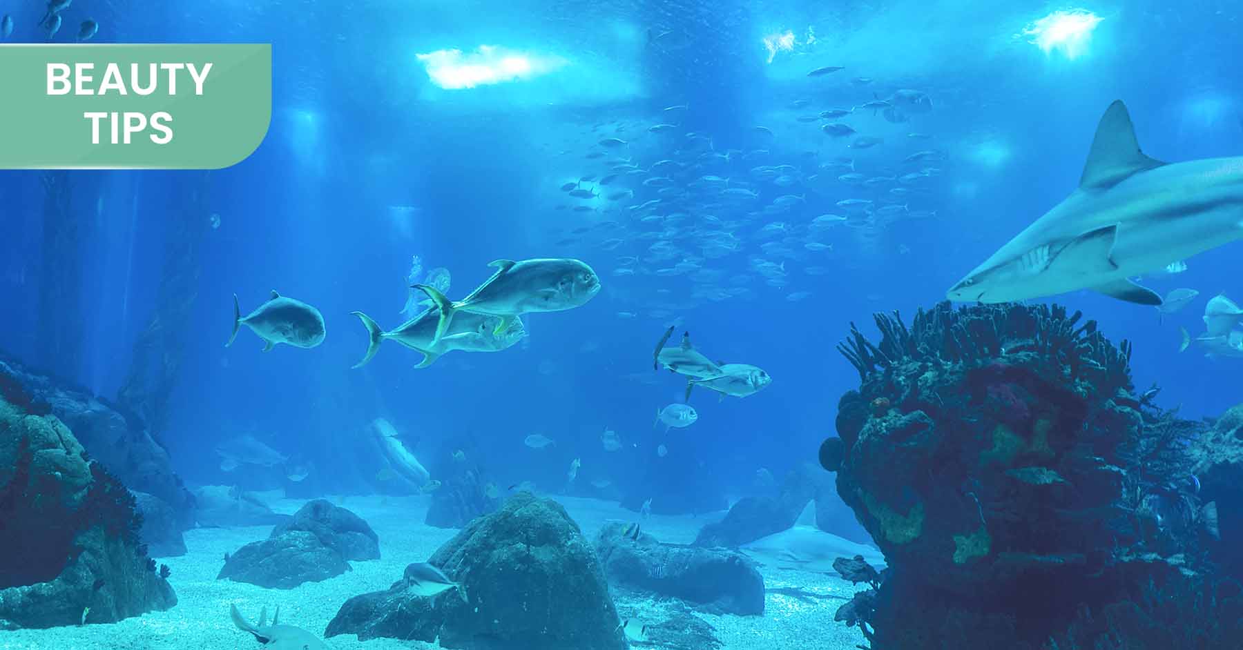 Fish Collagen Peptide